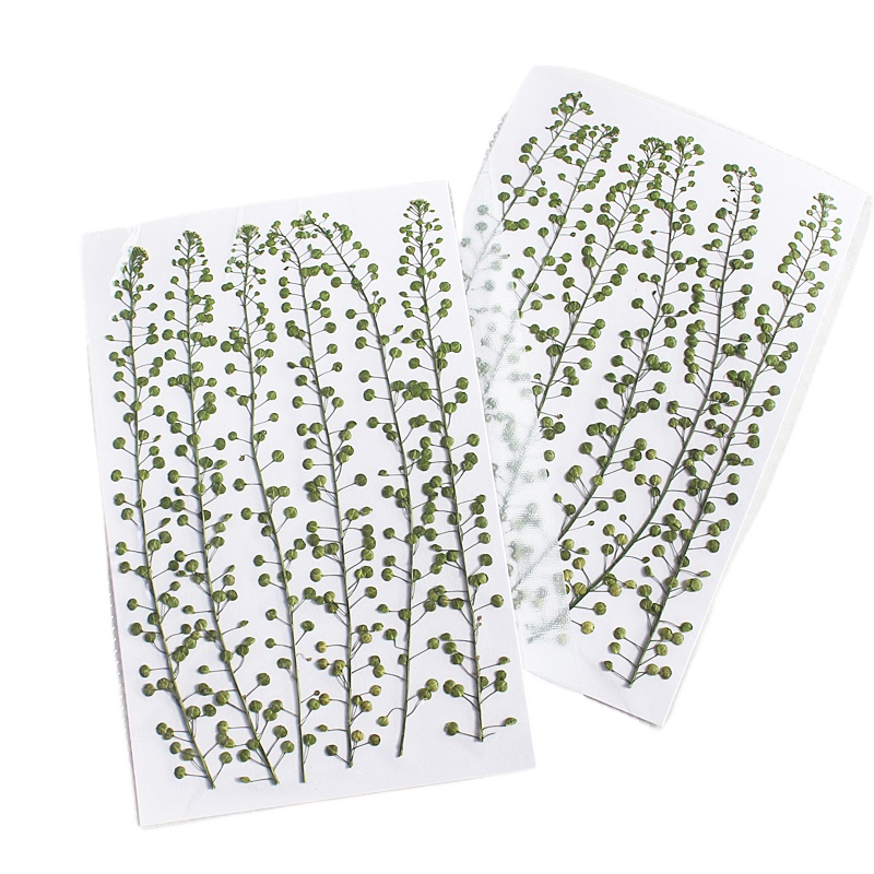 Natural Color Green Bell Grass - Resin Art Baby recension och pris