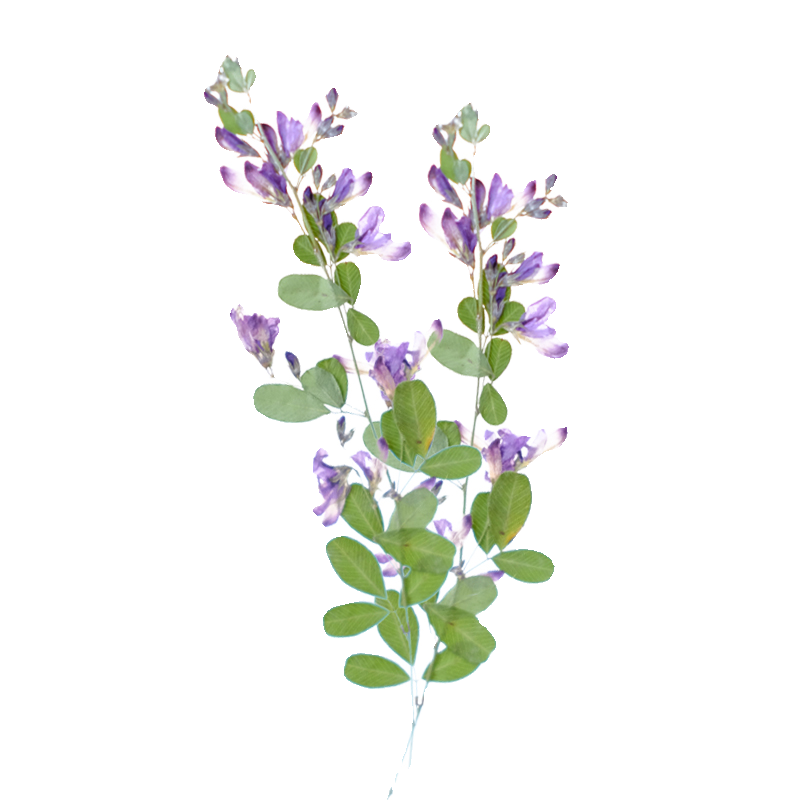6pcs,nature Lespedeza Formosa  - Resin Art Baby recension och pris