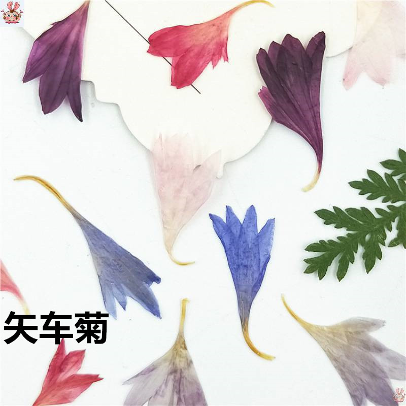 20 Plant Specimens of Cornflow - Resin Art Baby recension och pris