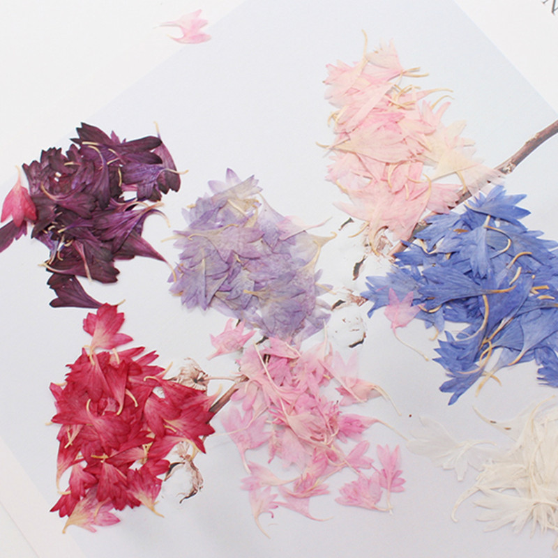 20 Plant Specimens of Cornflow - Resin Art Baby recension och pris